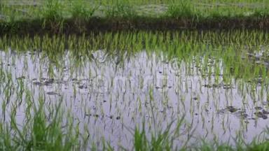 背景观察水稻幼嫩绿芽.. 生长在水稻田，美丽的健康田野，有新鲜的绿叶。